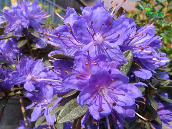 Rhododendron Lauretta